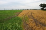 Podzimní dosoušení (desikace)  výdrolu sklizené plodiny glyfosátem místo orby. Polabí, září 2016. Foto  J. Hruška