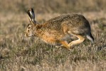 Zajíc polní (Lepus europaeus) je jako obyvatel polí vystaven vlivům zemědělského hospodaření. Foto J. Bohdal