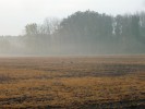Obyvatelé zemědělské krajiny, např. bažanti (na obr.), koroptve nebo zajíci, ztrácejí po aplikaci herbicidu možnosti úkrytu i zdroje potravy. Foto P. Marada