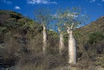 Trnitý buš v okolí města Toliara v jihozápadní části Madagaskaru. Foto V. a R. Rybkovi