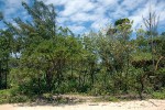 Vegetace mořského pobřeží  na východě Madagaskaru. Foto V. a R. Rybkovi