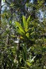 Dypsis paludosa rostoucí přímo v bažině spolu se zástupci rodu Typhonodorum (árónovité – Araceae) a dalšími  mokřadními rostlinami.  Fenoarivo, východní pobřeží. Foto V. a R. Rybkovi