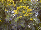Městské aleje formují bobovité kassie z rodu Senna (Fabaceae). Foto T. Kučera 