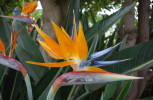 Strelície královská (Strelitzia reginae) je příbuzná banánům, obecný název „květ rajského ptáka“ odkazuje jak na tvar květu, tak i na opylování ptáky. Foto T. Kučera