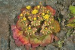 Aeonium glandulosum (tlusticovité – Crassulaceae) tvoří růžice dužnatých listů. Foto M. Kuklík