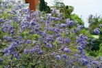 Žakaranda Jacaranda mimosifolia, dekorativní jihoamerický strom střední velikosti, je charakteristický dvakrát  zpeřenými jemnými listy trochu  podobnými listům kapradin, modro-  fialovou barvou květů a okrouhlými zploštělými dřevnatými tobolkami.  Nejlépe vyniká v uličních stromořadích. Často se pěstuje ve Středozemí. Foto M. Kuklík