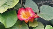 Široce trubkovité, sytě růžové, v jícnu proužkované vonné květy jiho­americké liány Stictocardia beraviensis (svlačcovité – Convolvulaceae). Foto M. Kuklík