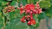 Blahokeř nádherný (Clerodendrum  × speciosum). Tato liána vzniklá  křížením dvou afrických druhů rodu  je zajímavá výrazně nafouklým  růžovým kalichem a trubkovitou  červenou korunou. U nás se dá pěstovat jako pokojová rostlina. Foto M. Kuklík