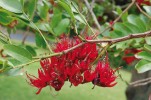 Ke světově málo pěstovaným okrasným druhům patří Schotia brachypetala z čeledi bobovitých (Fabaceae). Tento strom může být jedno- i vícekmenný, rozkvétá nepravidelně. Foto V. Zelený