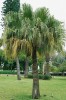 Livistona čínská (Livistona chinensis), původem z japonských ostrovů a Tchaj-wanu, je středně velká palma  s až 4 m dlouhými dlanitě trhanými listy s dlouze převislými cípy. Díky své chladuvzdornosti se dá pěstovat i při pobřeží Středozemního moře. Foto V. Zelený
