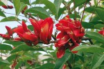 Zarděnice kohoutí (Erythrina crista--galli) – jihoamerický okrasný druh často pěstovaný v tropech i teplejších oblastech subtropů. Při snížené teplotě se dá udržet i v pokojových podmínkách  jako keř. Foto V. Zelený