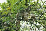 Kigélii africké (syn. k. zpeřená, Kigelia africana) se říká podle tvaru nejedlých plodů „salámový strom“. Pochází ze západní Afriky. Foto M. Kuklík