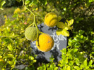 Citronečník trojlistý (Citrus trifoliata) pěstovaný jako podnož jedlých citrusů zbarvuje s podzimem plody od šedozelené přes limetkovou po citronově žlutou. V jižní až střední Evropě se také vysazuje do živých plotů. Plody nejsou jedlé. Druh pochází z jihovýchodní Asie. Foto A. Hanzalová