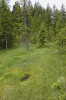 Typické stanoviště vysokohorských vrbovek. Prameniště na okraji lesního rašeliniště Pod Kostelním vrchem v I. zóně národního parku Šumava. Foto Z. Kaplan 
