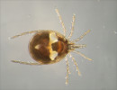 Vodule proudovka nepravidelná (Torrenticolla anomala). Vodní roztoč (Acariformes) žijící na dně horských a podhorských toků. Foto J. Špaček