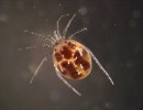 Vodule Hygrobates norvegicus. Foto J. Špaček