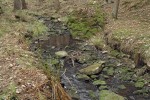 V Závišínském potoce (595 m n. m.) byl nalezen nejvyšší počet horských  druhů v tocích s téměř neutrálním pH, např. pošvatka Isoperla goertzi na své jediné brdské lokalitě. Koryto je mělké, kameny porostlé mechorosty, které vyhledává chrostík Ptilocolepus granulatus, smáčené kameny obývá kalužnatka Thaumalea sp. Foto I. Skála