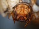Čelní pohled na larvu chrostíka Lithax niger. Odspodu je vidět hlava, předo- a středohruď. Šířka hrudi dosahuje 2 mm. Zadeček je měkký, ukrytý  v trubicovité schránce o délce 10 mm, slepené ze zrnek písku a po obou  stranách s přilepenými řadami velkých kamínků. Živí se detritem a řasami, které seškrabuje z kamenů. Foto I. Skála