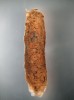 Larva chrostíka Ptilocolepus granulatus si staví přenosnou schránku z lístků játrovek. Foto I. Skála