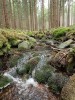 Albrechtický potok v nadmořské  výšce 630 m s průzračnou vodou a velkou pokryvností mechorostů, obklopený  smrkovou monokulturou. Početný je zde kriticky ohrožený chrostík Oxyethira  frici. Foto J. Dobiáš