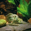 Chovný pár akary tečkované  (Laetacara curviceps) při odkládání  a oplodňování jiker. Foto J. Eliáš