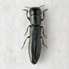 Váleček český (Cylindromorphus bohemicus). Foto V. Kubáň
