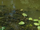 Rdest dlouholistý (Potamogeton praelongus) společně  se stulíkem žlutým (Nuphar lutea). Foto R. Prausová