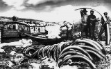 Těžba mamutích klů na severo­východní Sibiři, 90. léta 19. století. Převzato v souladu s podmínkami použití