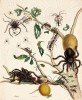 Sklípkani a mravenci na větvích kvajávy. Kolorovaný lept a rytina z Metamorphosis insectorum surinamensium (Amsterodam 1705 a 1719)