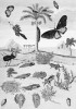 Ekologicky pojatá rytina z díla Over de voorteeling en wonderbaerlyke veranderingen der Surinaemsche insecten (1719). Vývojová stadia žáby, nosorožík rodu Chalcosoma a palma s vývojovým cyklem otakárka ptakokřídlce Troides helena v krajině s vodním prostředím, plži a korá­ly. Nosorožík a ptakokřídlec ve skutečnosti pocházejí z tropické Asie, ale Carl Linné přímo podle této ilustrace popsal motýla jako nový druh s uvedením chybné typové lokality „floribus Arecae Americes“. Orig. M. S. Merianová