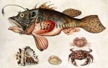 Ďas mořský (Lophius piscatorius), ulity mořských plžů a krabi. Akvarel M. S. Merianové