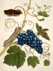 Vinná réva s lišajem Eumorpha labruscae. Kolorovaný lept a rytina z Metamorphosis insectorum surinamensium (Amsterodam 1705 a 1719)
