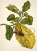 Harlekýn pestrý  (Acrocinus longimanus) na citroníku. Kolorovaný lept a rytina z Metamorphosis insectorum surinamensium (Amsterodam 1705 a 1719)