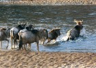 Nejnáročnější okamžiky migrace nastávají při překonávání vodních toků. Foto M. Anděra