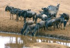 Pakůň žíhaný nevydrží dlouho žíznit a během migrací potřebuje častý přístup k napajedlům nebo jiným zdrojům vody. Foto M. Anděra