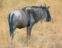 Pakůň žíhaný (Connochaetes taurinus) je statná antilopa z příbuzenstva buvolců (Alcelaphini) dorůstající  hmotnosti bezmála až 300 kg. V rezervaci Masai Mara žije poddruh pakůň žíhaný serengetský (C. taurinus mearnsi). Foto M. Anděra