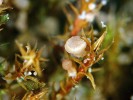 Bryoscyphus dicrani (voskovičko­tvaré) s bělavými plodnicemi přímo na  hostiteli, kterým je v tomto případě rohozub nachový (Ceratodon purpureus). Foto L. Janošík