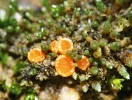 Zemnička bělolemá (Octospora leucoloma) – jeden z nejběžnějších druhů zemniček u nás. Parazituje na prutníku stříbřitém (Bryum argenteum), který velmi často osídluje i člověkem narušené biotopy, a se zemničkou se tedy setkáme třeba i při okrajích chodníků v centru Prahy. Foto L. Janošík