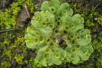 Játrovka porostnice mnohotvárná ruderální (Marchantia polymorpha subsp. ruderalis), mladá stélka s množstvím pohárků, ve kterých jsou čočkovité množilky (gemy) sloužící k vegetativnímu rozmnožování. Foto V. Sojka