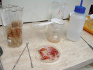 Laboratorní vybavení pro simulaci průchodu trávicím traktem. Semena byla po standardizovanou dobu namočena do kyseliny chlorovodíkové jako analogie trávení v žaludku. Foto B. Lepková
