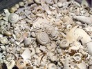 Společenstvo interglaciální divočiny se na první pohled liší od toho glaciálního pestřejší diverzitou druhů i čeledí a variabilitou velikostí jejich zástupců. Foto L. Juřičková