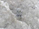 Kriticky ohrožený slíďák Waglerův (Pardosa wagleri) svým zbarvením dokonale splývá s vápencovým podkladem. Foto P. Dolejš