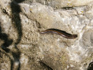 Prouženka jednopásá (Megaphyllum unilineatum) žije na teplých, otevřených stanovištích. Foto P. Dolejš