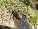 Svinule šestipásá (Glomeris hexasticha) snáší i sušší a narušená prostředí. Foto P. Dolejš