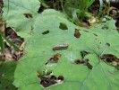 Listy devětsilu (Petasites) dokážou i v neúživném prostředí horských smrčin poskytnout herbivorům množství biomasy – zde plzák hajní (Arion silvaticus). Foto L. Juřičková