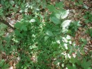 Šťavel kyselý (Oxalis acetosella) indikuje často i na úživném substrátu kyselé ostrůvky, kde měkkýši nežijí. Foto L. Juřičková