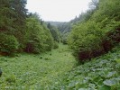 V horských údolích značí porosty devětsilu živinami bohatá místa  a zároveň samy vytvářejí opad  vhodný pro měkkýše. Velká Fatra.  Foto L. Juřičková