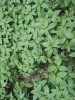 Bažanka vytrvalá (Mercurialis perennis) vytváří mikroklima pro větší epigeické měkkýše a spodní strany  jejích listů jsou prostředím i potravou  pro drobné druhy, jako je ostroústka  bezzubá (Columella edentula). Foto L. Juřičková