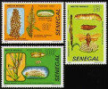 Fytopatogenní druhy na kulturních plodinách – různé sněti na čiroku a řasovka na prosu. Blíže v textu. Senegal 1982. Snímek z archivu A. Novákové