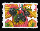 Charakteristicky zbarvené listy ostružiníku napadené rzí Phragmidium violaceum. Velká Británie 1993. Snímek z archivu A. Novákové
